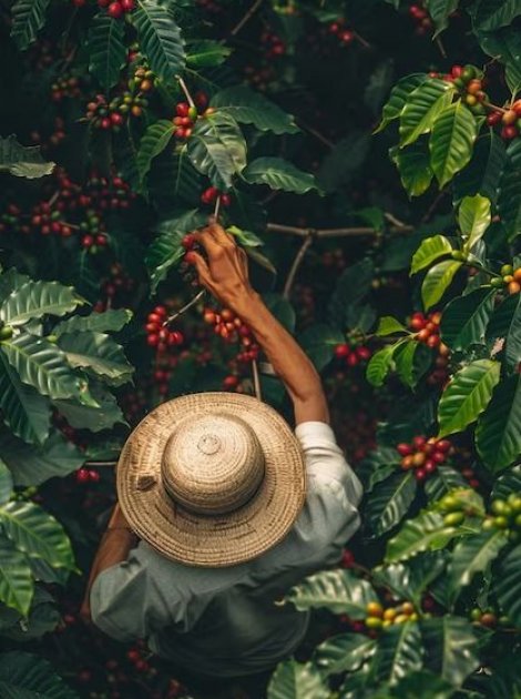 Dari Bali, untuk Dunia. Dari Akar, Lahir Rasa.